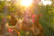 relaxing Rhode Island Red chicken at coop in the morning sunrise.