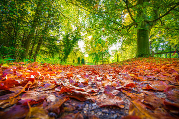 Sticker - Closeup view of autumn leaves on the ground at the park. Cambridge. England 