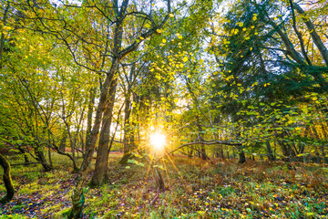 Sticker - Sherwood forest in autumn season. England