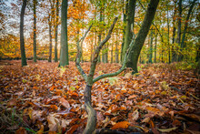 Sherwood Forest In Autumn Season. England