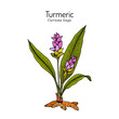 Curcuma zedoaria, zedoary, white turmeric or kentjur, medicinal plant