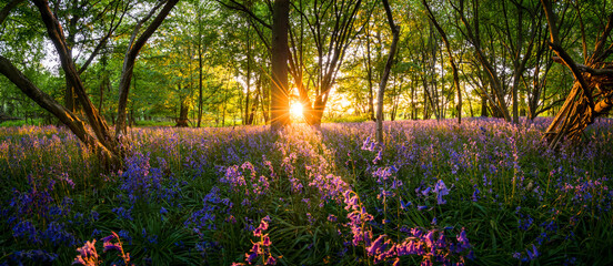 Canvas Print - Woodland bluebell forest panorama at sunset 