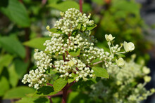 Paniculate Hydrangea Wims Red