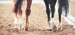 The hooves of two horses - sorrel and black, walking on a sandy outdoor arena at a dressage competition. Horse riding. Equestrian sports.