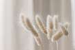 canvas print picture - Close-up of beautiful creamy dry grass bouquet. Bunny tail, Lagurus ovatus plant against soft blurred beige curtain background. Selective focus. Floral home decoration.
