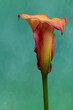 isolated orange red calla blossom on textured pastel green background, fine art still life color macro of a single bloom in vintage painting style