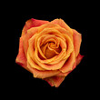 heart of a single isolated orange red rose blossom, fine art still life vintage painting style top view macro of the center of an open bloom