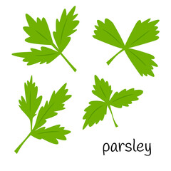 Sticker - Parsley leaves, greens for salad. Ingredient, an element for the design of food packaging, recipes, and menus. Isolated on a white background vector illustration in a flat style.