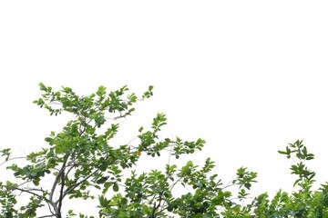 tropical tree leaves with branches on white isolated background for green foliage backdrop and copy 