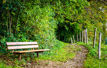 Wall Mural - old bench at a park