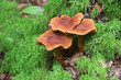 Cortinarius rubellus, known as the deadly webcap, wild poisonous mushroom from Finland