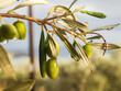 Oliwki, drzewo oliwkowe