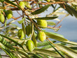 Oliwki, drzewo oliwkowe