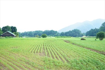 Canvas Print - 蕎麦の農園 長野県 上水内郡 日本 - Soba flower at Soba field garden agriculture in Nagano prefecture, Japan	