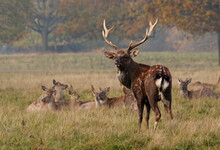Male Sika Deer Stag With His Harem Of Females