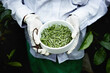 Closeup of hands of a white tea picker at a tea plantation. Sri Lanka