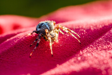 Spider cross. Wild dangerous poisonous arachnid. Arachnophobia. Fear of insects.