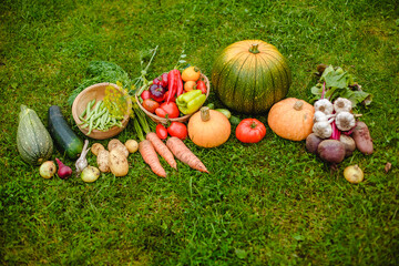 Wall Mural - Harvest vegetables on the ground. Potatoes, carrots, beets, peppers, tomatoes, cucumbers, beans, pumpkin, onions and garlic. Autumn harvest farmers