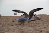 Fototapeta  - Seagulls are fighting for food