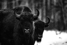 Bison In Winter Forest