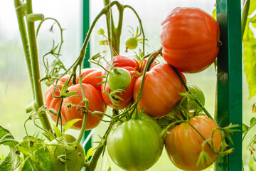 Tomatoes in the greenhouse. Harvest tomatoes in the farm garden. Fresh vegetables from the garden.