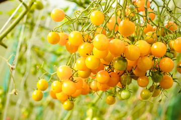 Tomatoes in the greenhouse. Harvest tomatoes in the farm garden. Fresh vegetables from the garden.