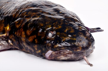 Wall Mural - Fresh fish burbot close up, isolated on white background