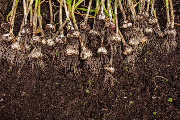 Wall Mural - Harvest garlic in a garden bed. growing vegetables in the garden in the village. Root crops in the fall. Autumn gathering