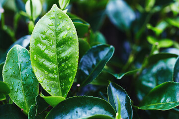 Closeup of fresh tea leaves after a tropical thunderstorm at a tea plantation. Sri Lanka.