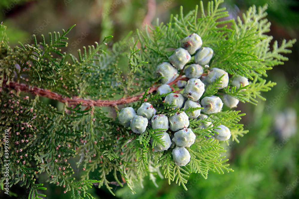 Lebensbaum oder Thujen (Thuja brabant) Pflanze mit Frchte Stock-bilde |  Adobe Stock