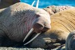 Pacific walrus on the rookery