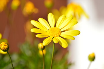 Margarita amarilla de invierno