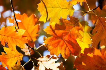 Canvas Print - Autumn leaves background. Red oak tree branch with colorful yellow orange brown leaves. Beautiful foliage, seasonal fall wallpaper.