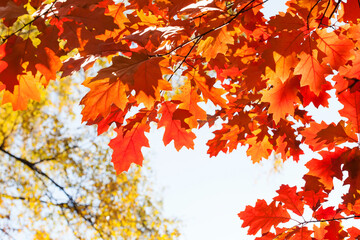Canvas Print - Autumn leaves background. Red oak tree branch with colorful yellow orange brown leaves. Beautiful foliage, seasonal fall wallpaper.