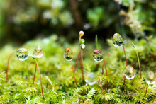 Macro View Moss Background With Water Drops. Shallow Depth Of Field.