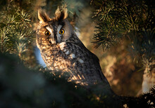Long-eared Owl (Asio Otus) Close Up