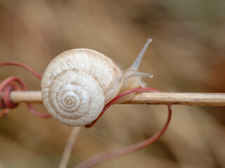 Macrofotografia de un caracol joven sobre una rama en la naturaleza