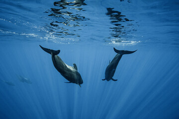 Pilot whales underwater