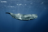 Sperm whales underwater