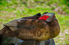 Muscovy Duck At David Crockett Brithplace State Park Limestone,Tennessee