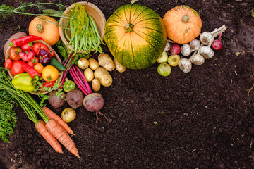 Wall Mural - Harvest vegetables on the ground. Potatoes, carrots, beets, peppers, tomatoes, cucumbers, beans, pumpkin, onions and garlic. Autumn harvest farmers