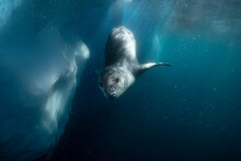 Leopard Seal Underwater In Antarctica