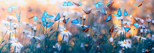 Spring Natural Landscape With Wild Flowers On Meadow And Fluttering Butterflies On Blue Sky Background. Dreamy Soft Air Artistic Image. Soft Focus, Author Processing.