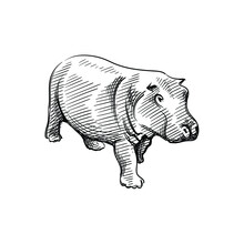 Hand-drawn Black And White Sketch Of Hippopotamus On A White Background. Wild Life. Wild Animals. Black And White Hippo 