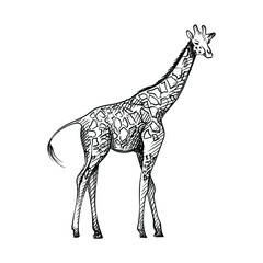  Hand-drawn black and white sketch of giraffe on a white background. Wild life. Wild animals. Black and white giraffe