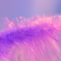 Wall Mural - close up of violet feather with dew drop. delicate spring beautiful macro. selective focus. square p