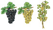 illustration of 2 grapes bunch (black and white grapes) and one grapevine. (vitis vinifera) 