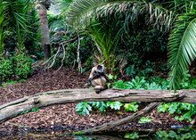 Spider Monkey Sitting On A Log