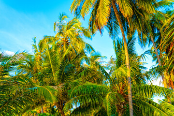 Beach summer vacation holidays background with coconut palm trees and hanging palm tree leaves