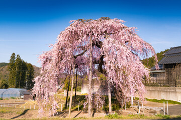 Wall Mural - 日本　利府町春日の満開の枝垂れ桜